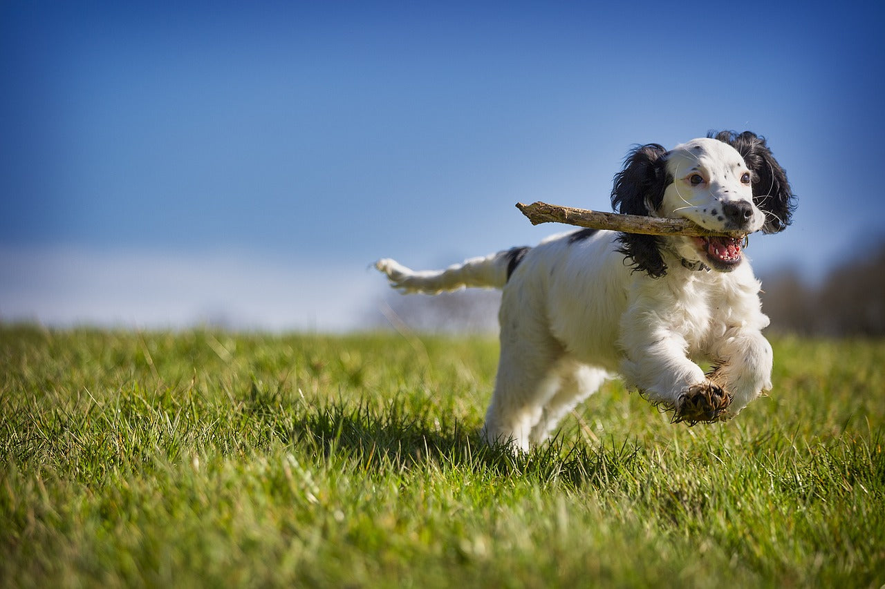 The Benefits of Plush Dog Toys for Your Canine Companion