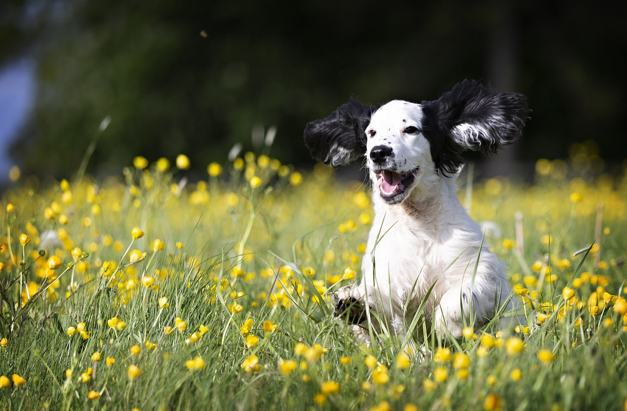 Ultimate Fetch Toys for Puppies to Exercise and Play